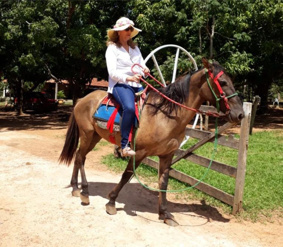 cavalo